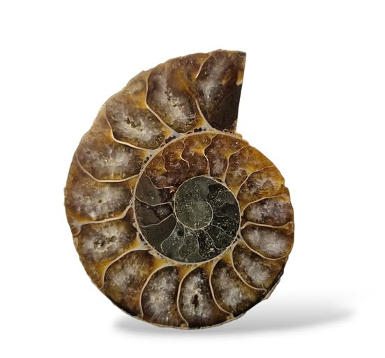 Amonit půlka č.9 , váha 0,029kg