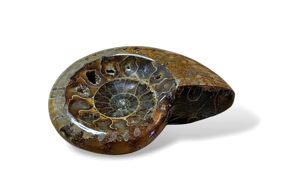Amonit leštěný vel. 5,5 x 4,3 x 1,5 cm