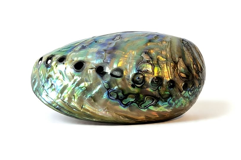 Paua mušle (Abalone) oboustranná