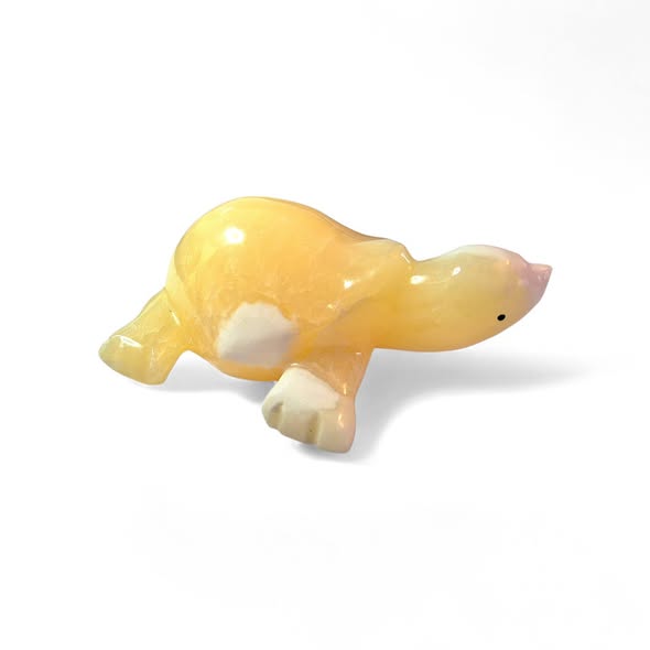 Želva kalcit střední