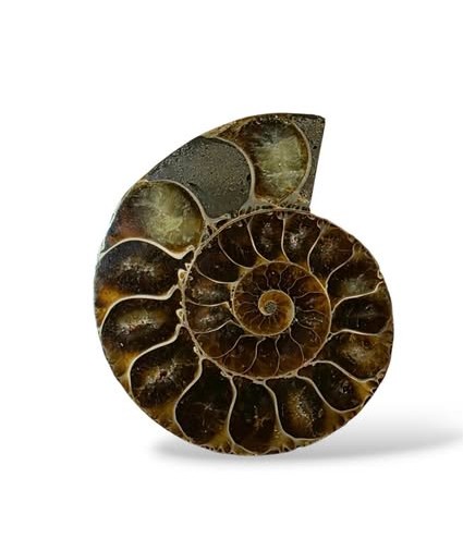 Amonit  půlka č,8 , váha 0,068kg