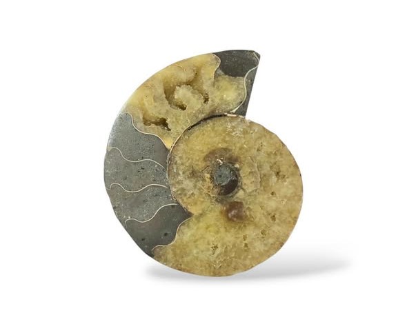 Amonit velký půlka ,váha 0,142kg