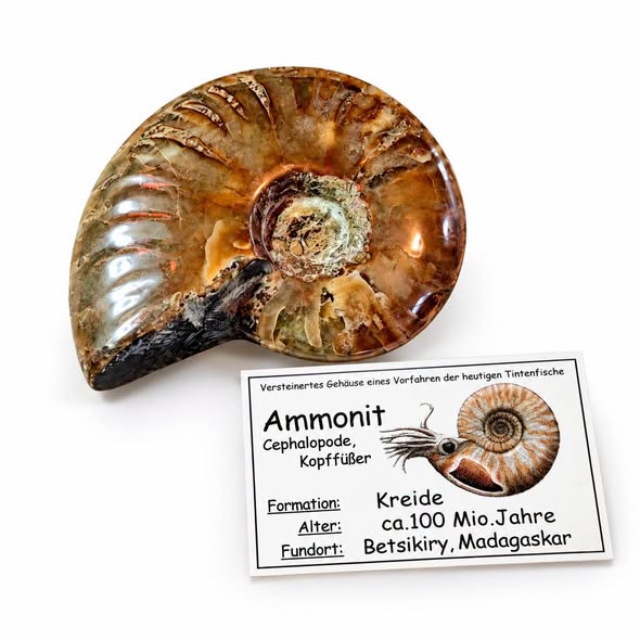 Amonit leštěný s perletí, vel. cca 4-4,5cm