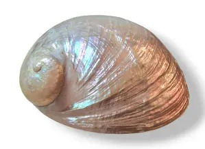Mušle (Abalone) velká