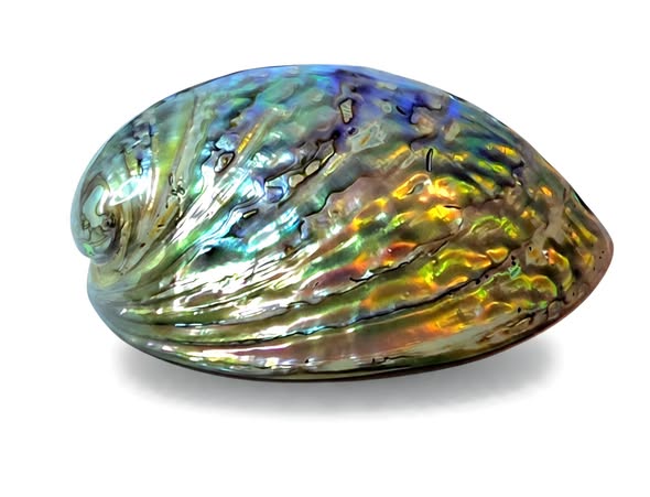 Paua mušle (Abalone)  oboustranná
