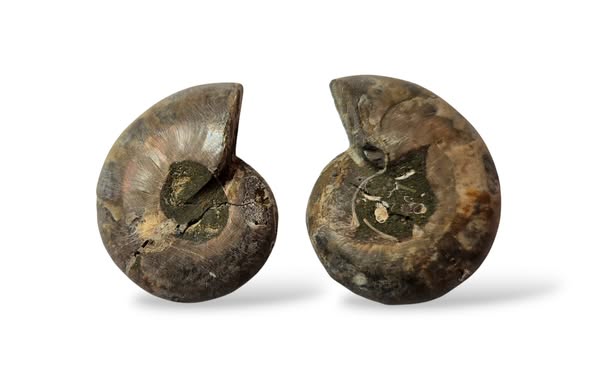 Amonit pár vel. 4,5 x 3,5 cm , č.5
