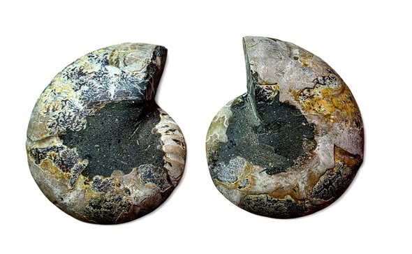 Amonit pár vel. 7,6 x 8,7 x 1,8 cm