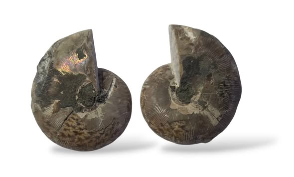 Amonit pár vel. 4,6 x 3,7 cm , č.8