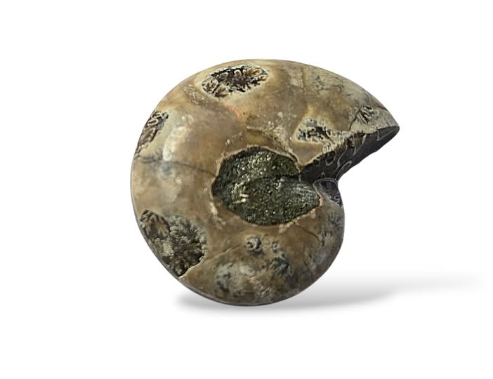 Amonit  půlka č.7 , váha 0,024kg