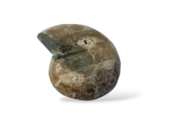 Amonit  půlka č.13 , váha 0,024kg