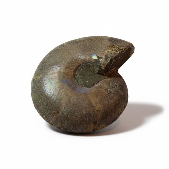 Amonit půlka č. 1, váha 0,072kg