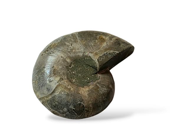 Amonit  půlka č.17 , váha 0,097kg