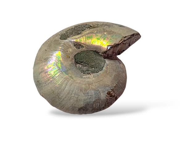 Amonit  půlka č.20 , váha 0,032kg