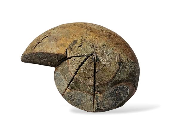 Amonit  půlka č.22 , váha 0,047kg