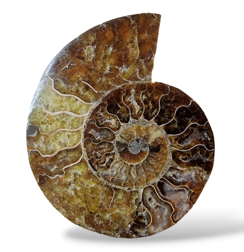 Amonit velký půlka ,váha 0,369kg