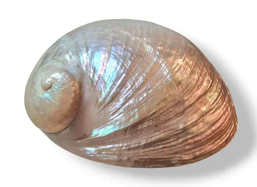 Mušle (Abalone) velká