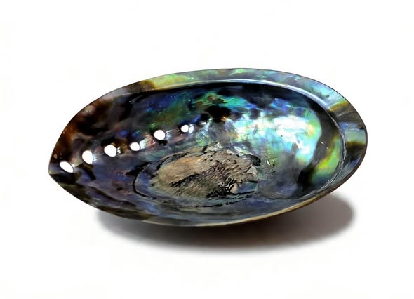Paua mušle (Abalone)  oboustranná
