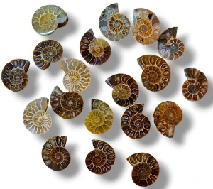 Amonit vel.cca 4,5cm