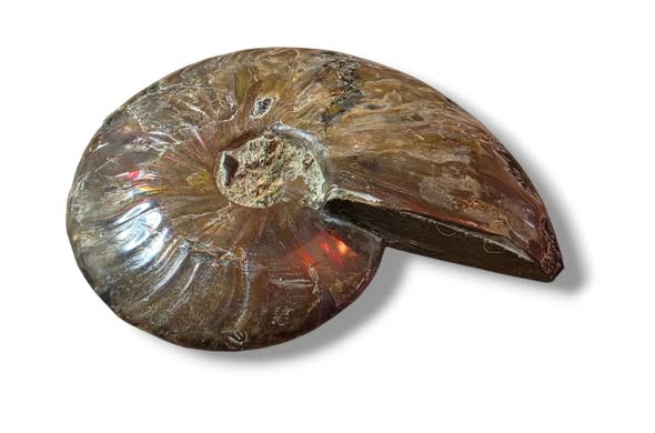 Amonit velký půlka ,váha 0,255kg