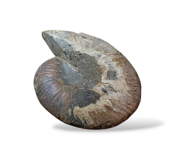 Amonit velký půlka ,váha 0,326kg