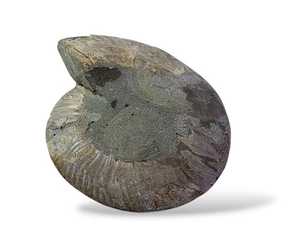 Amonit velký půlka ,váha 0,286kg