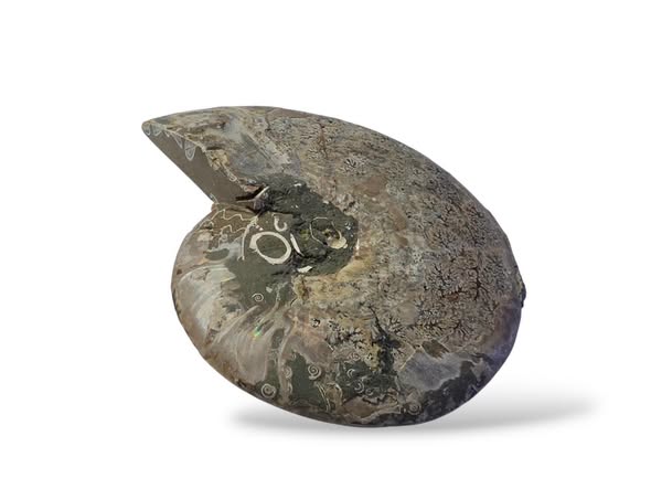 Amonit velký půlka ,váha 0,370kg