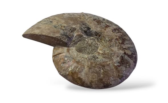 Amonit velký půlka ,váha 0,157kg