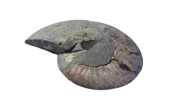 Amonit velký půlka ,váha 0,303kg
