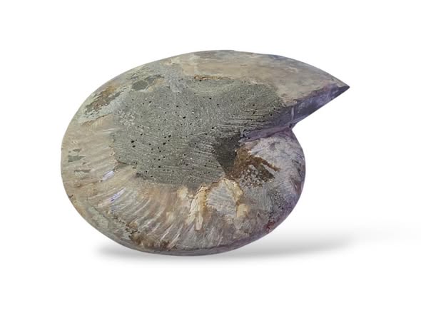 Amonit velký půlka ,váha 0,278kg