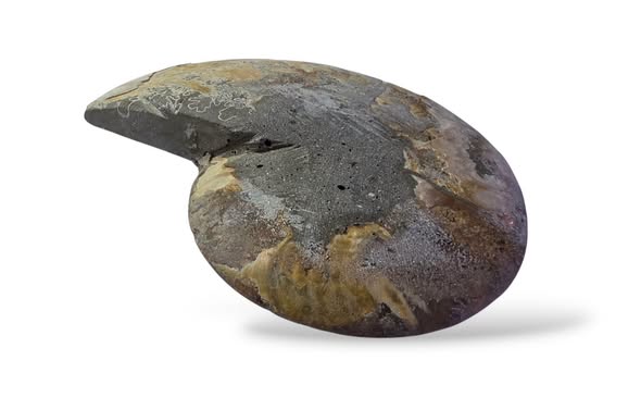Amonit velký půlka ,váha 0,374kg