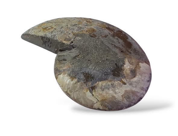 Amonit velký půlka ,váha 0,437kg