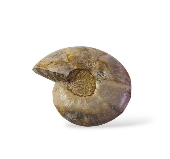 Amonit  půlka č.18 , váha 0,042kg