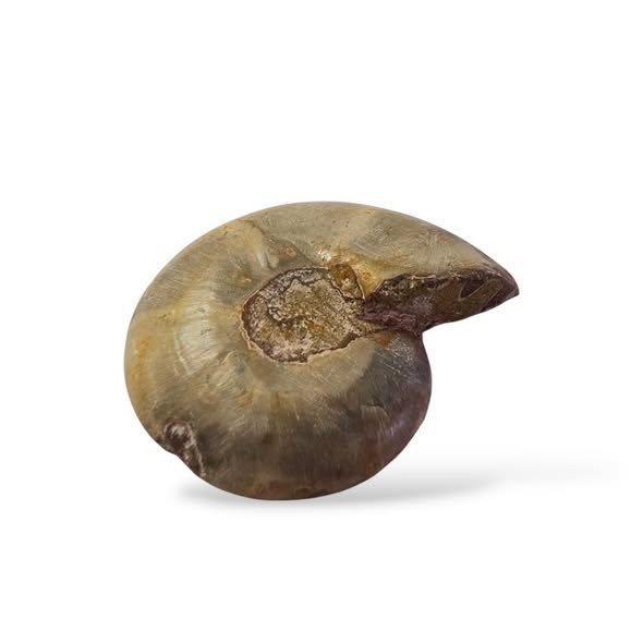 Amonit  půlka č.11, váha 0,047kg