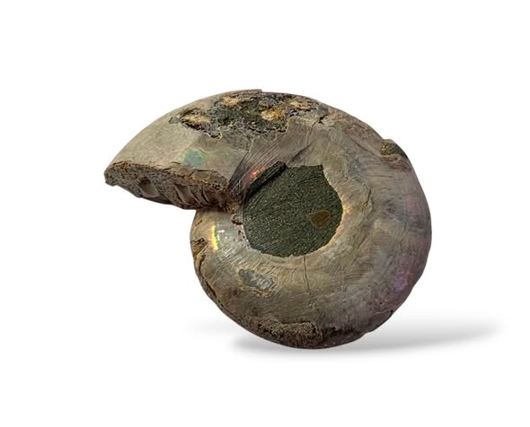 Amonit  půlka č.19 , váha 0,035kg