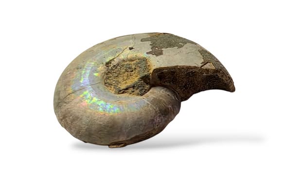 Amonit  půlka č.23 , váha 0,038kg