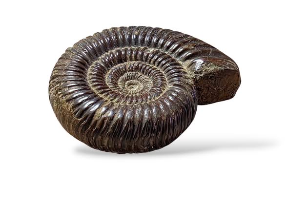 Amonit zkamenělina , vel. 8 x 6,5 x 2,3cm