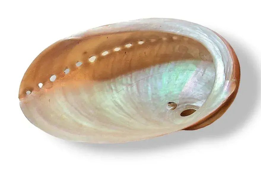 Mušle (Abalone) velká