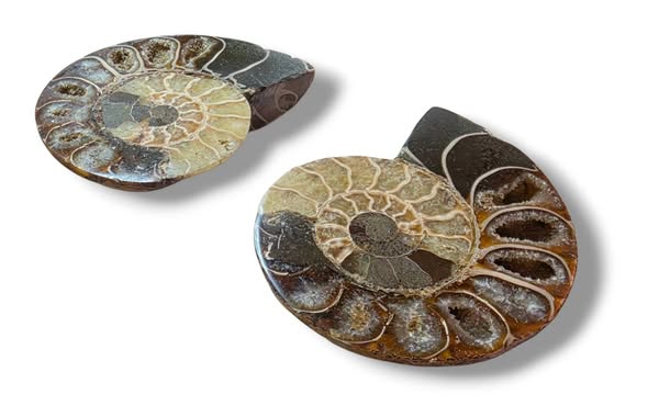 Amonit pár vel. 7,6 x 8,7 x 1,8 cm