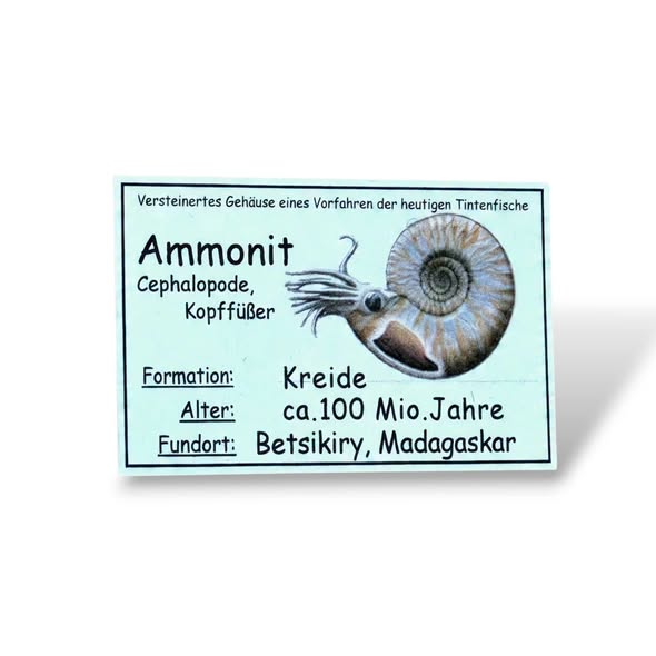 Amonit leštěný vel. 6,3 x 5,5 x 3,2 cm