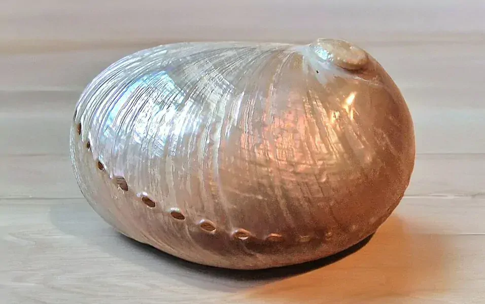 Mušle (Abalone) velká