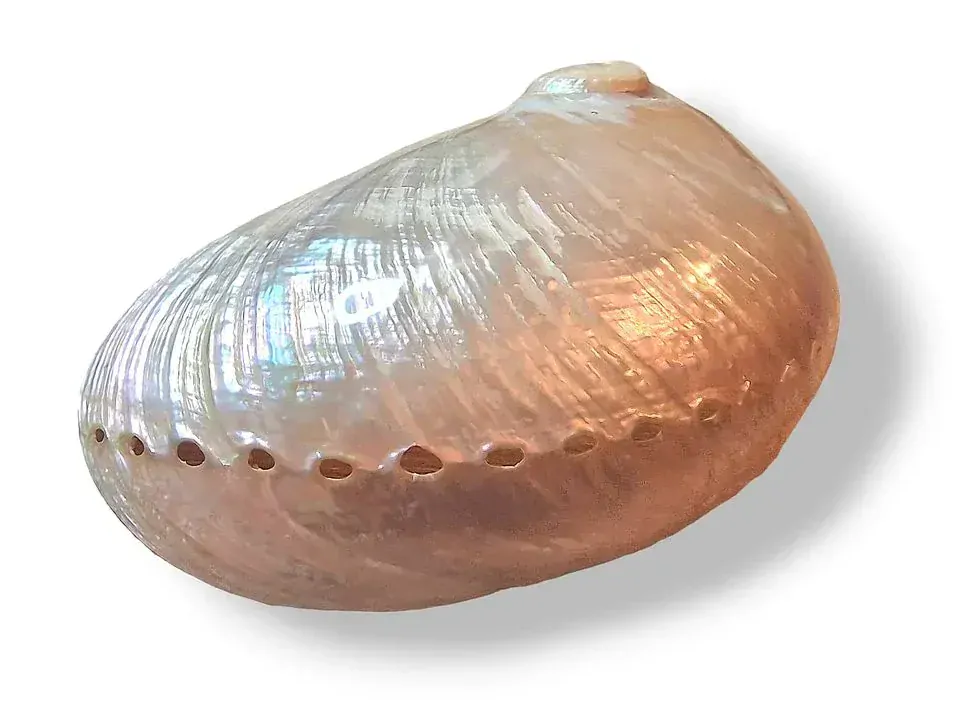 Mušle (Abalone) velká