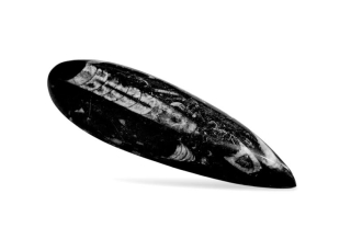 Orthoceras velký č.7 ,vel. 15 x 5cm