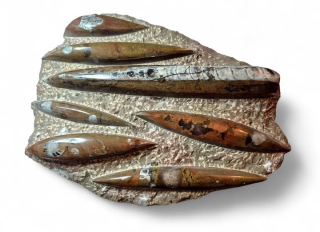 Orthoceras deska velká hnědá 26 x 20cm , váha 2,045kg