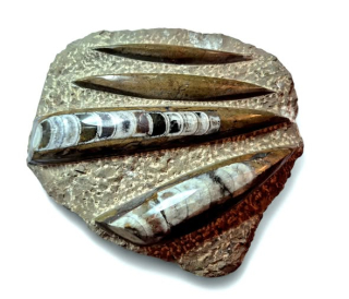 Orthoceras deska velká hnědá 22 x 20cm , váha 1,684kg