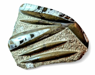 Orthoceras deska velká hnědá 25 x 20cm , váha 2,089kg