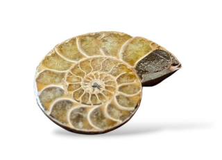 Amonit půlka č.4,váha 0,043kg