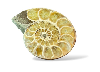 Amonit půlka č. 5, váha 0,053 kg
