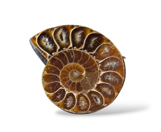 Amonit  půlka č.12, váha 0,027kg