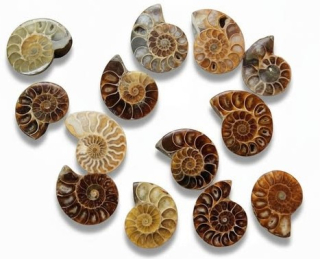 Amonit vel.cca 4,5cm