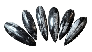 Orthoceras doprodej vel. cca 12 x 4cm